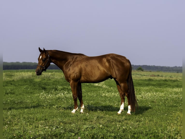 American Quarter Horse Ruin 4 Jaar 150 cm Roodvos in Nevis, MN