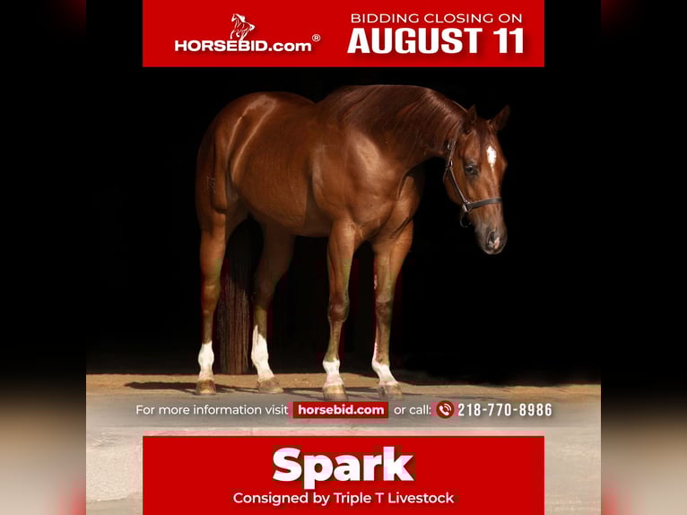 American Quarter Horse Ruin 4 Jaar 150 cm Roodvos in Nevis, MN
