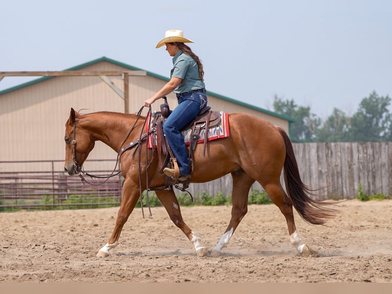 American Quarter Horse Ruin 4 Jaar 150 cm Roodvos in Nevis, MN