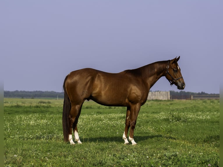 American Quarter Horse Ruin 4 Jaar 150 cm Roodvos in Nevis, MN