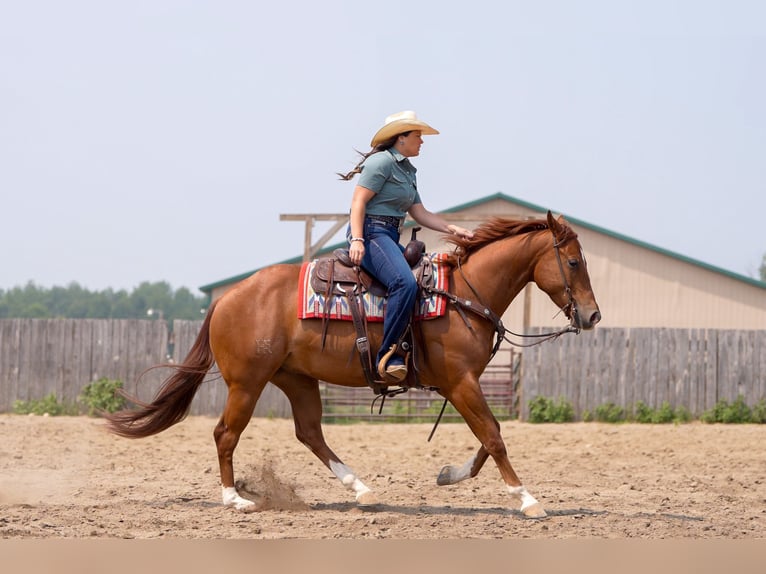 American Quarter Horse Ruin 4 Jaar 150 cm Roodvos in Nevis, MN
