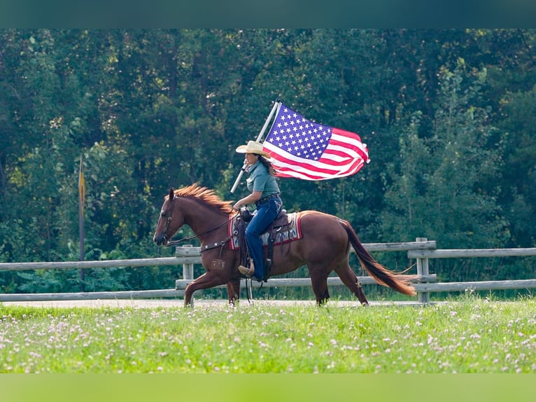 American Quarter Horse Ruin 4 Jaar 150 cm Roodvos in Nevis, MN