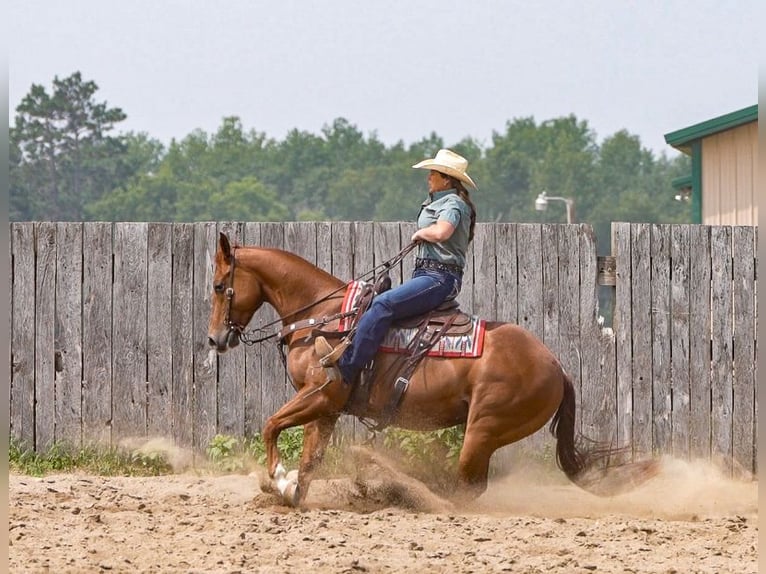 American Quarter Horse Ruin 4 Jaar 150 cm Roodvos in Nevis, MN