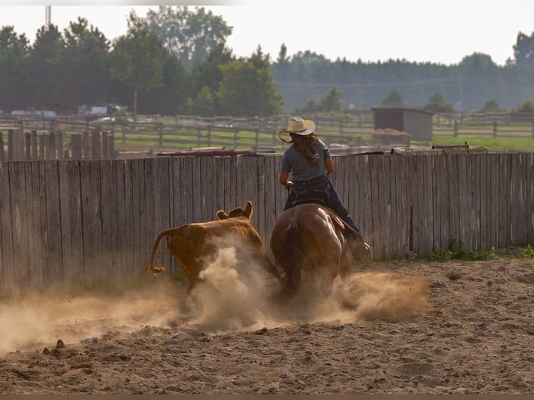 American Quarter Horse Ruin 4 Jaar 150 cm Roodvos in Nevis, MN