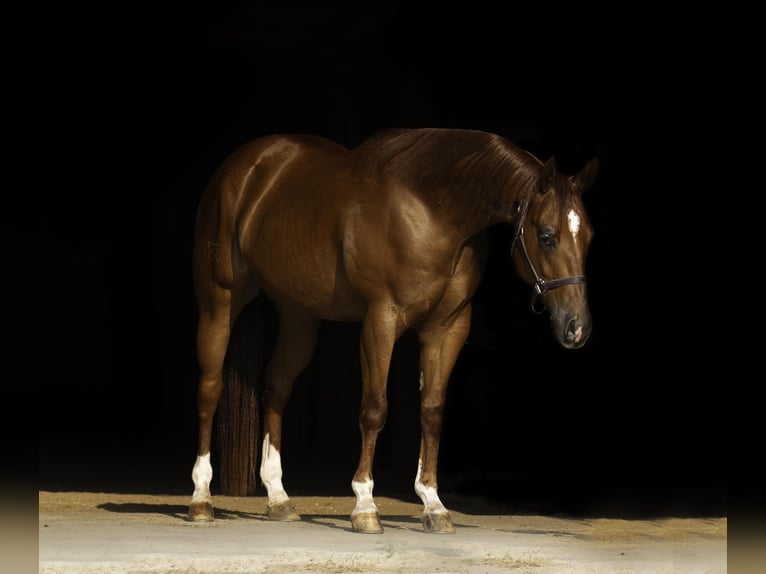 American Quarter Horse Ruin 4 Jaar 150 cm Roodvos in Nevis, MN
