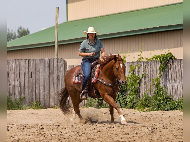 American Quarter Horse Ruin 4 Jaar 150 cm Roodvos in Nevis, MN