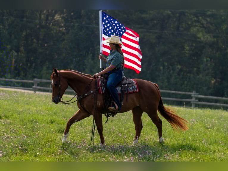 American Quarter Horse Ruin 4 Jaar 150 cm Roodvos in Nevis, MN
