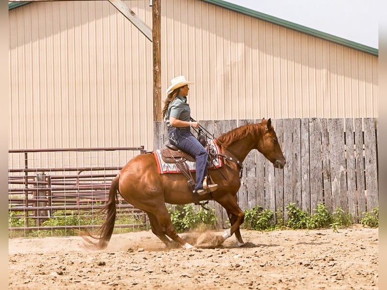 American Quarter Horse Ruin 4 Jaar 150 cm Roodvos in Nevis, MN