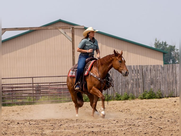 American Quarter Horse Ruin 4 Jaar 150 cm Roodvos in Nevis, MN