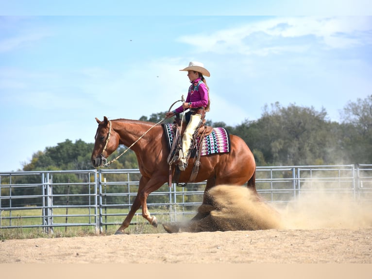 American Quarter Horse Ruin 4 Jaar 150 cm Roodvos in Joice, IA