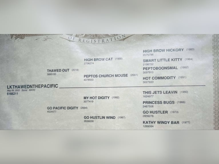 American Quarter Horse Ruin 4 Jaar 150 cm Roodvos in Weatherford TX