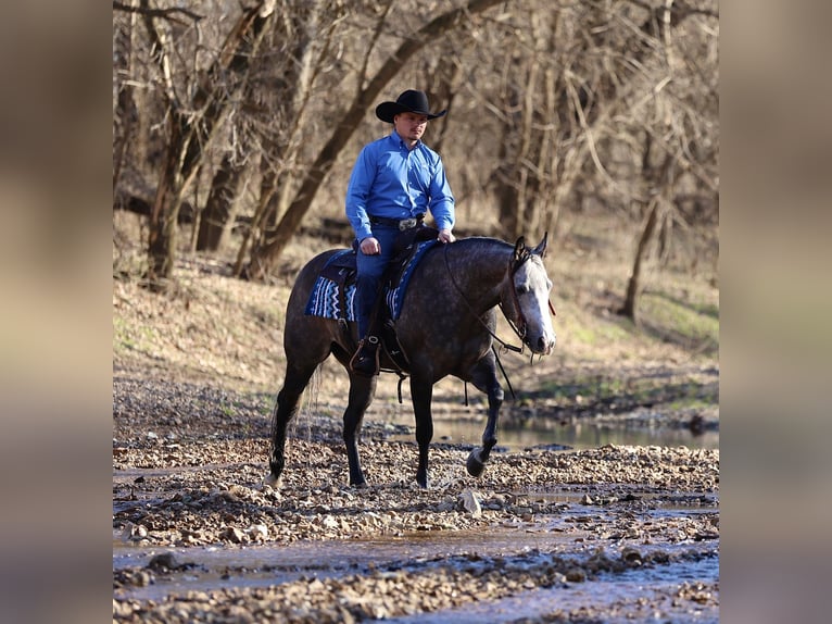 American Quarter Horse Ruin 4 Jaar 150 cm Schimmel in Buffalo