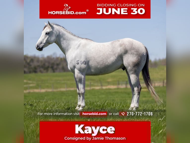American Quarter Horse Ruin 4 Jaar 150 cm Schimmel in Auburn, KY