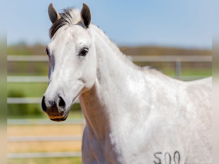 American Quarter Horse Ruin 4 Jaar 150 cm Schimmel in Auburn, KY
