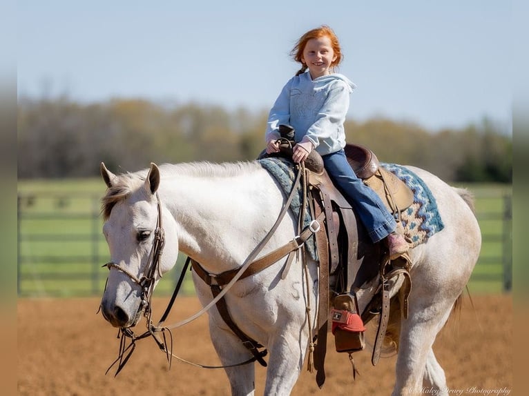 American Quarter Horse Ruin 4 Jaar 150 cm Schimmel in Auburn, KY