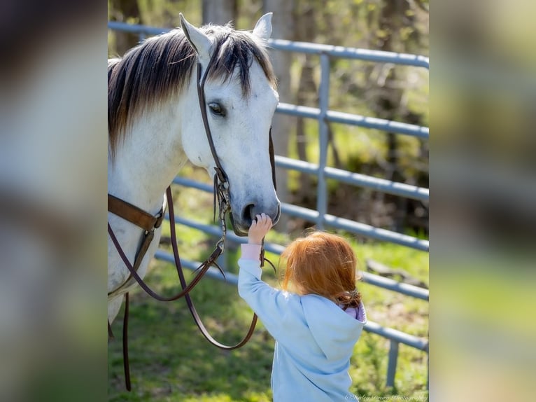 American Quarter Horse Ruin 4 Jaar 150 cm Schimmel in Auburn, KY
