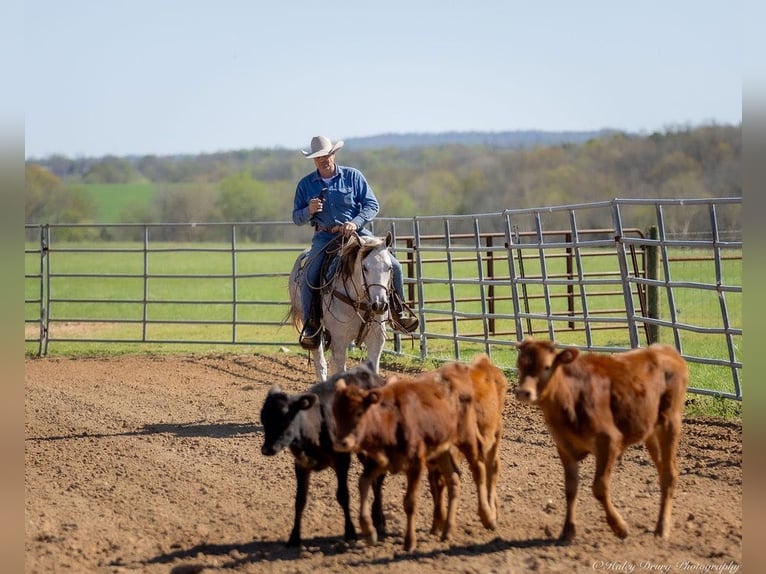 American Quarter Horse Ruin 4 Jaar 150 cm Schimmel in Auburn, KY