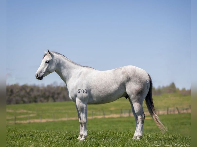 American Quarter Horse Ruin 4 Jaar 150 cm Schimmel in Auburn, KY