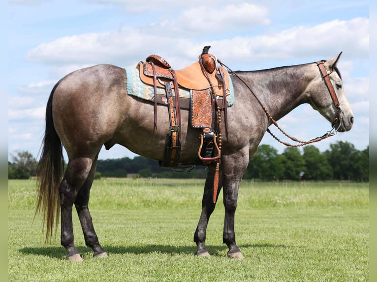 American Quarter Horse Ruin 4 Jaar 150 cm Schimmel in Buffalo, MO