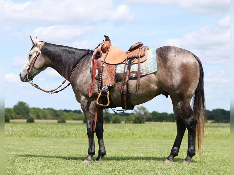 American Quarter Horse Ruin 4 Jaar 150 cm Schimmel in Buffalo, MO