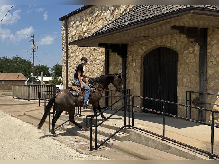American Quarter Horse Ruin 4 Jaar 150 cm Schimmel in Byers TX