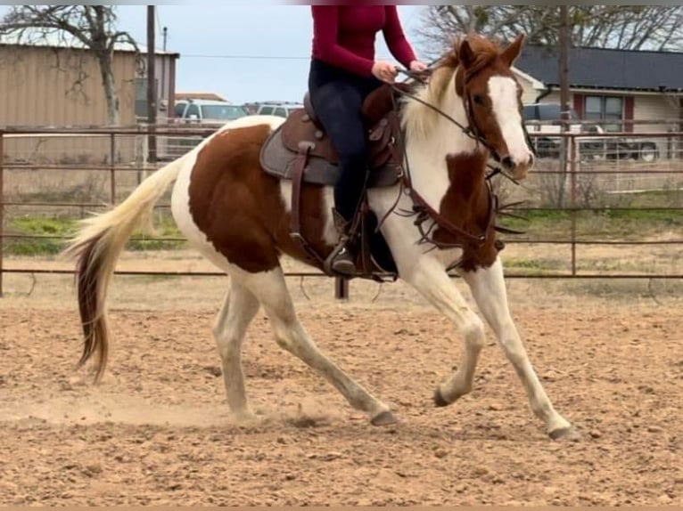 American Quarter Horse Ruin 4 Jaar 150 cm Tobiano-alle-kleuren in Weatherford TX