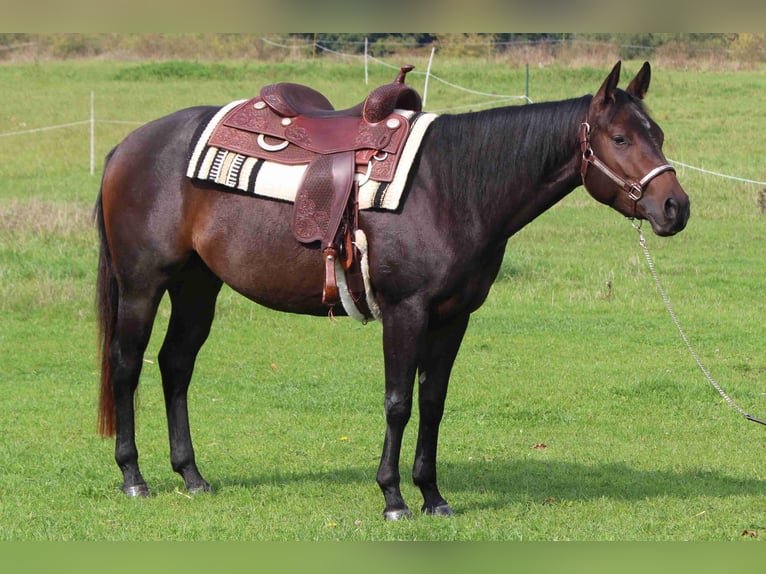 American Quarter Horse Ruin 4 Jaar 151 cm Donkerbruin in Woustviller