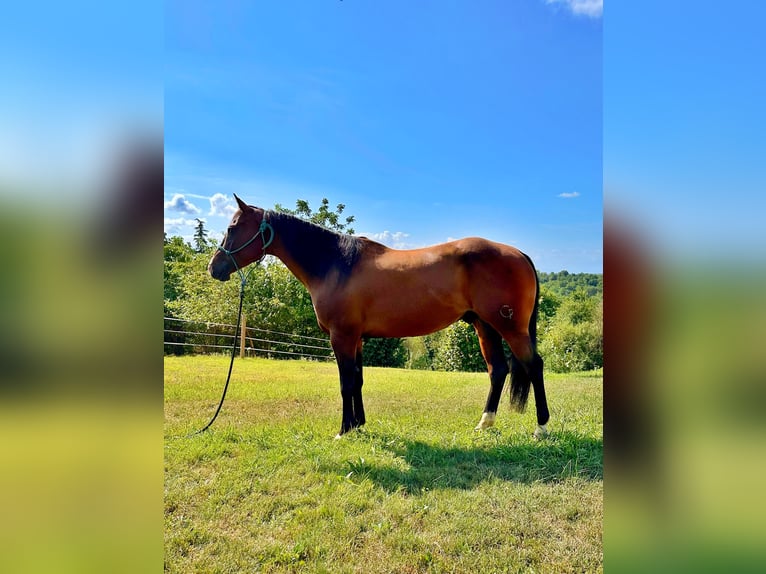American Quarter Horse Ruin 4 Jaar 151 cm Donkerbruin in Cortazzone