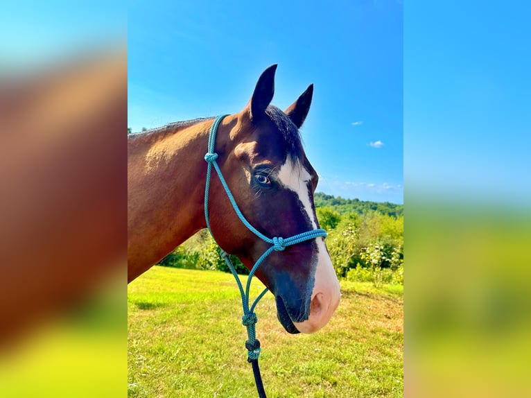 American Quarter Horse Ruin 4 Jaar 151 cm Donkerbruin in Cortazzone