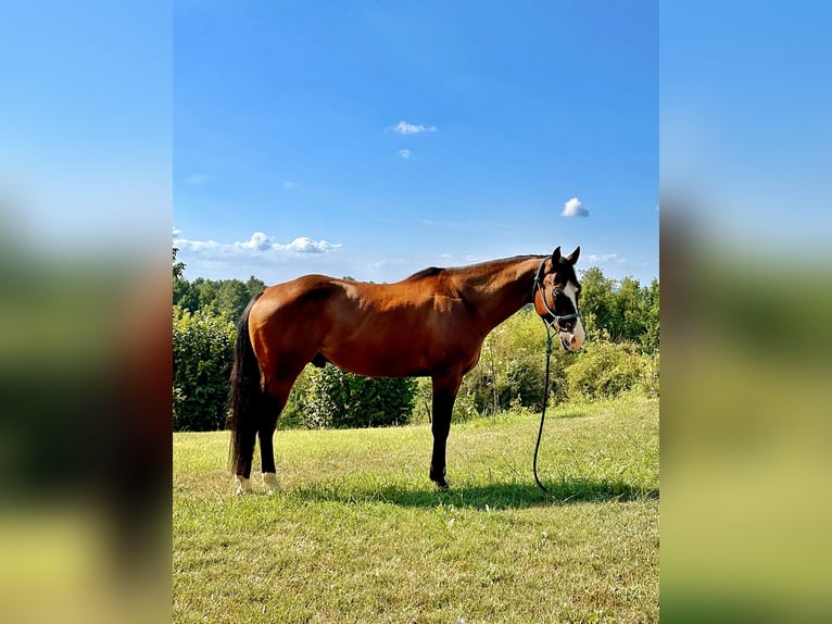 American Quarter Horse Ruin 4 Jaar 151 cm Donkerbruin in Cortazzone