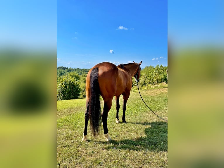 American Quarter Horse Ruin 4 Jaar 151 cm Donkerbruin in Cortazzone