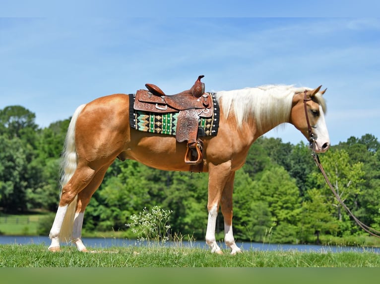 American Quarter Horse Ruin 4 Jaar 151 cm Gevlekt-paard in Lancaster