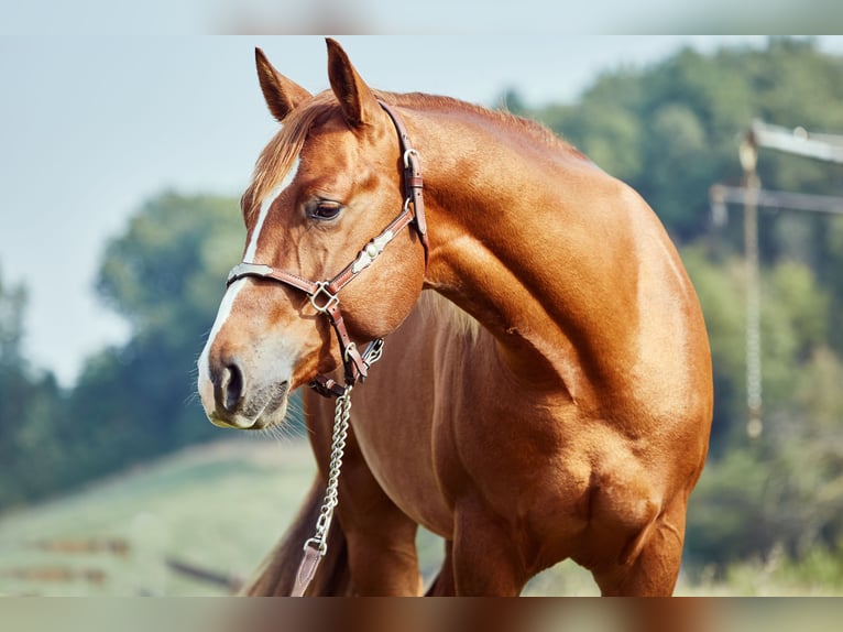 American Quarter Horse Ruin 4 Jaar 151 cm Vos in München