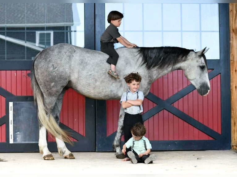 American Quarter Horse Ruin 4 Jaar 152 cm Appelschimmel in Rebersburg
