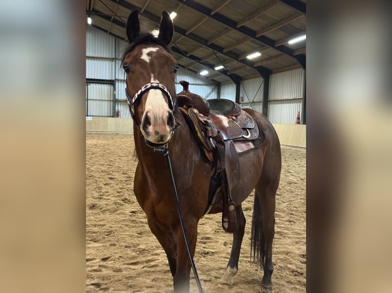 American Quarter Horse Ruin 4 Jaar 152 cm Bruin in Rijswijk (NB)