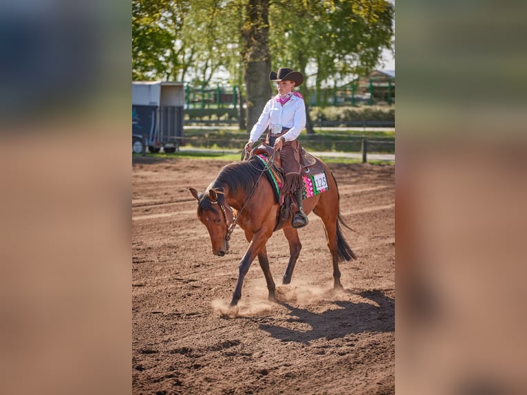 American Quarter Horse Ruin 4 Jaar 152 cm Bruin in Haren