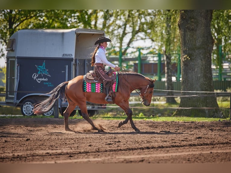 American Quarter Horse Ruin 4 Jaar 152 cm Bruin in Haren