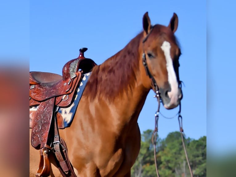 American Quarter Horse Ruin 4 Jaar 152 cm Bruin in Lancaster