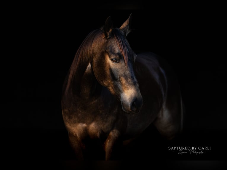 American Quarter Horse Ruin 4 Jaar 152 cm Buckskin in Lewistown