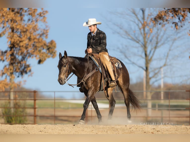 American Quarter Horse Ruin 4 Jaar 152 cm Buckskin in Lewistown