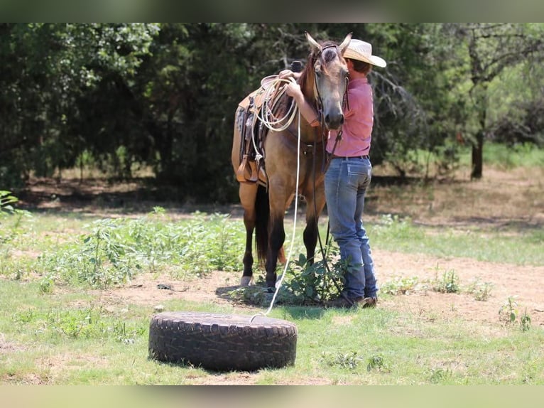 American Quarter Horse Ruin 4 Jaar 152 cm Buckskin in Joshua, TX