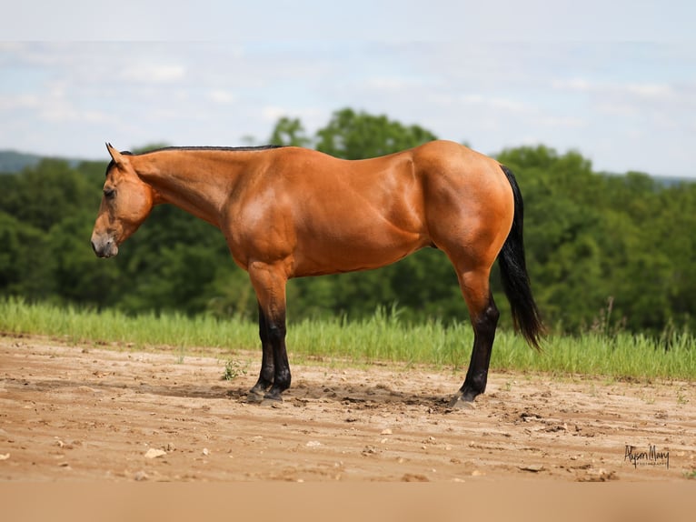 American Quarter Horse Ruin 4 Jaar 152 cm Buckskin in Bellevue