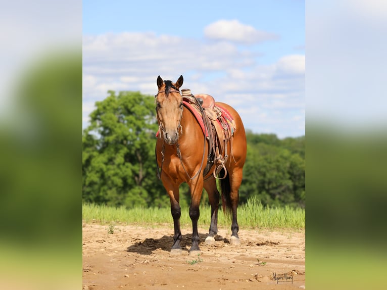 American Quarter Horse Ruin 4 Jaar 152 cm Buckskin in Bellevue