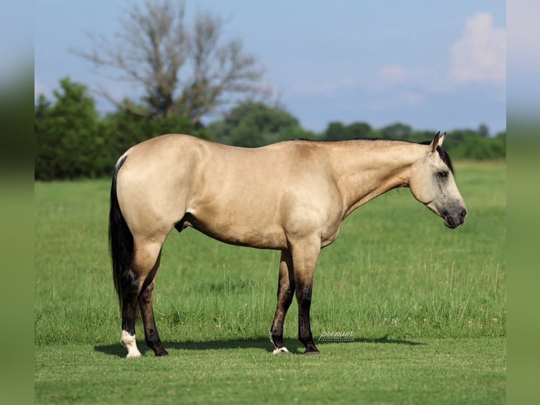American Quarter Horse Ruin 4 Jaar 152 cm Buckskin in Buffalo