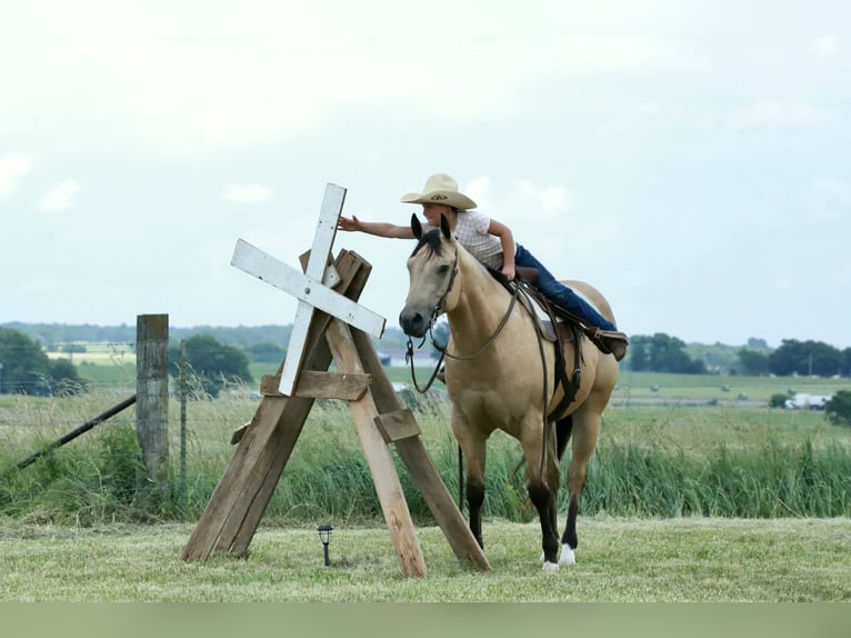 American Quarter Horse Ruin 4 Jaar 152 cm Buckskin in Mount Vernon