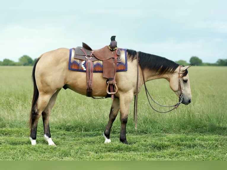 American Quarter Horse Ruin 4 Jaar 152 cm Buckskin in Mount Vernon