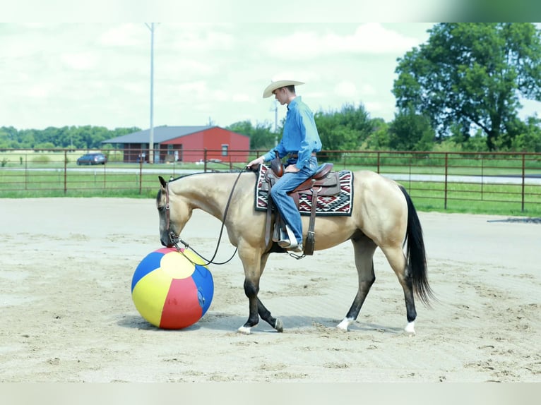American Quarter Horse Ruin 4 Jaar 152 cm Buckskin in Mount Vernon