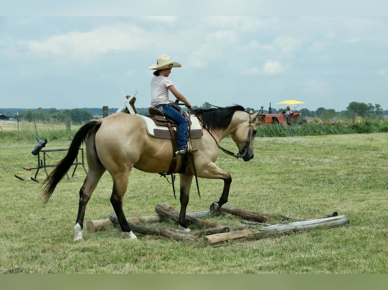 American Quarter Horse Ruin 4 Jaar 152 cm Buckskin in Mount Vernon