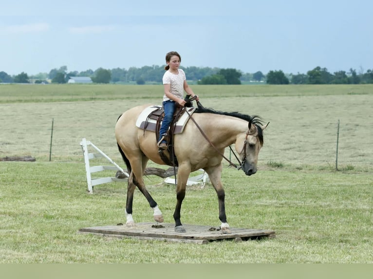 American Quarter Horse Ruin 4 Jaar 152 cm Buckskin in Mount Vernon