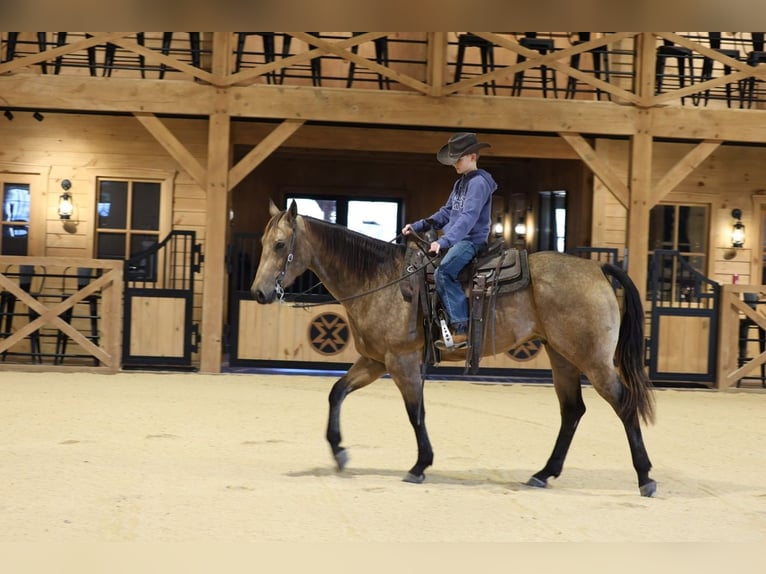 American Quarter Horse Ruin 4 Jaar 152 cm Buckskin in Needmore